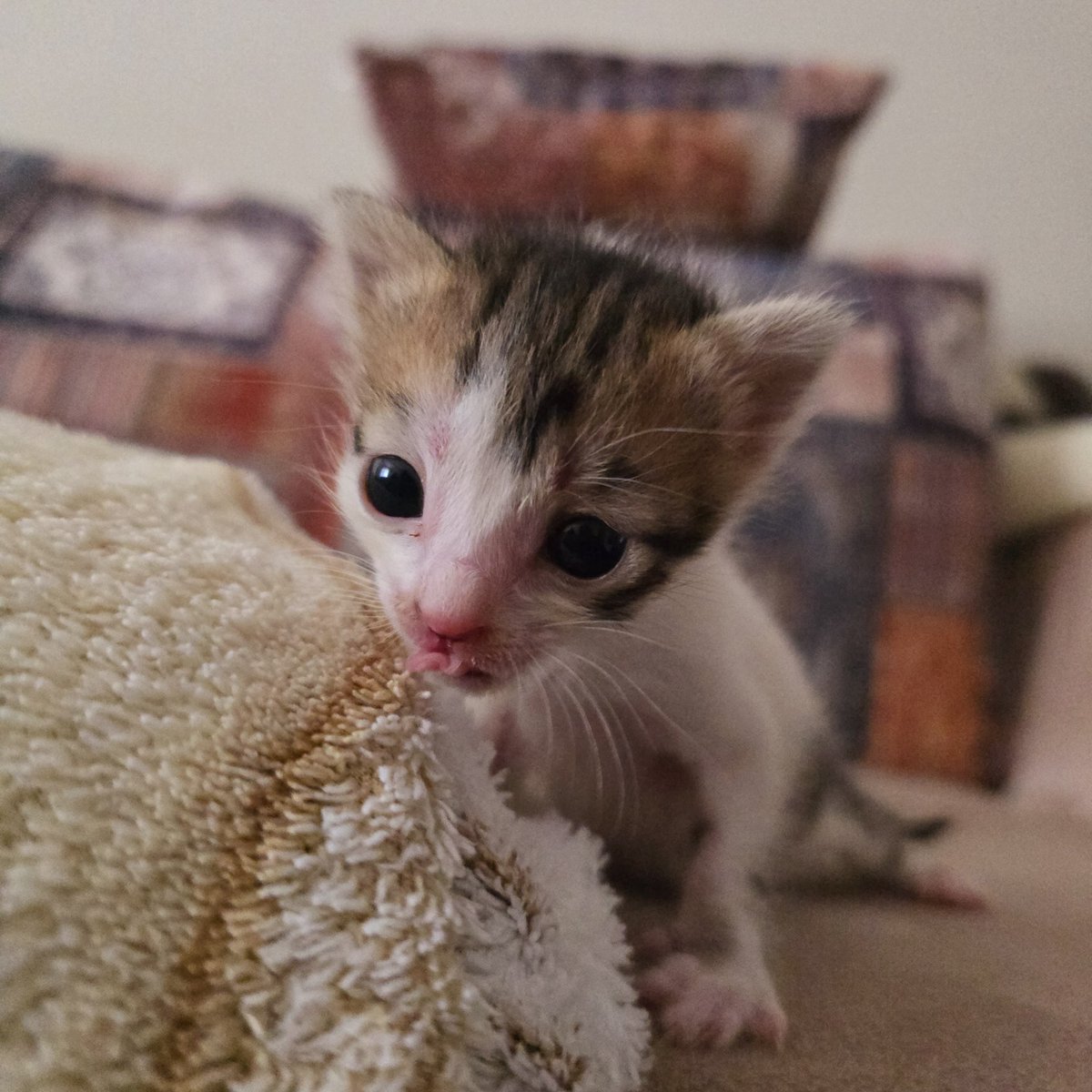 Şirin !!! 🦷🩷 tweet media