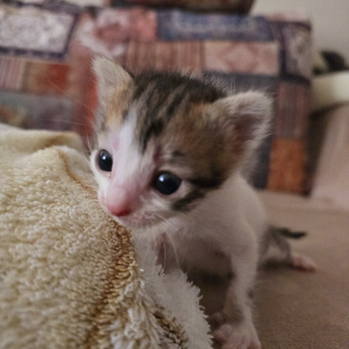 Şirin !!! 🦷🩷 tweet media