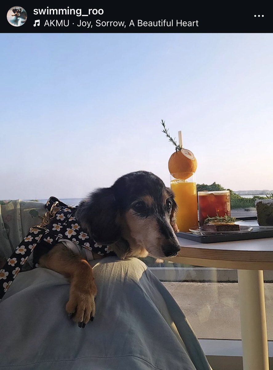 ⋆lau⋆ jjongpril ☾ tweet media