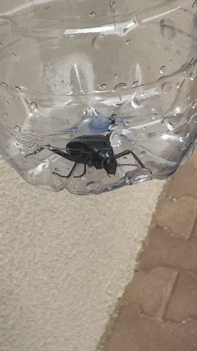 Ataraxia tweet media