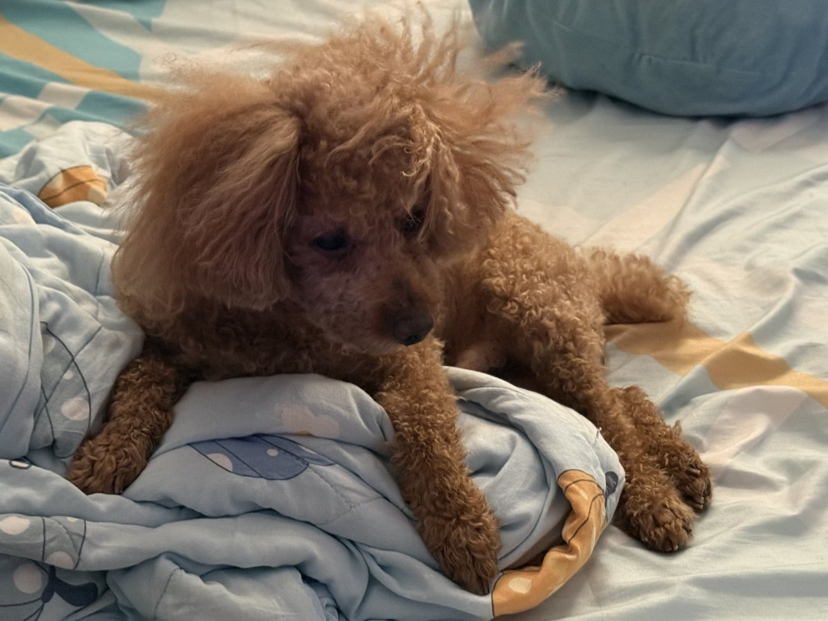 Wizardess Lyra | 魔女 萊菈 🪄✨ 個人勢事故爆言遜砲系SGVT 💜 tweet media