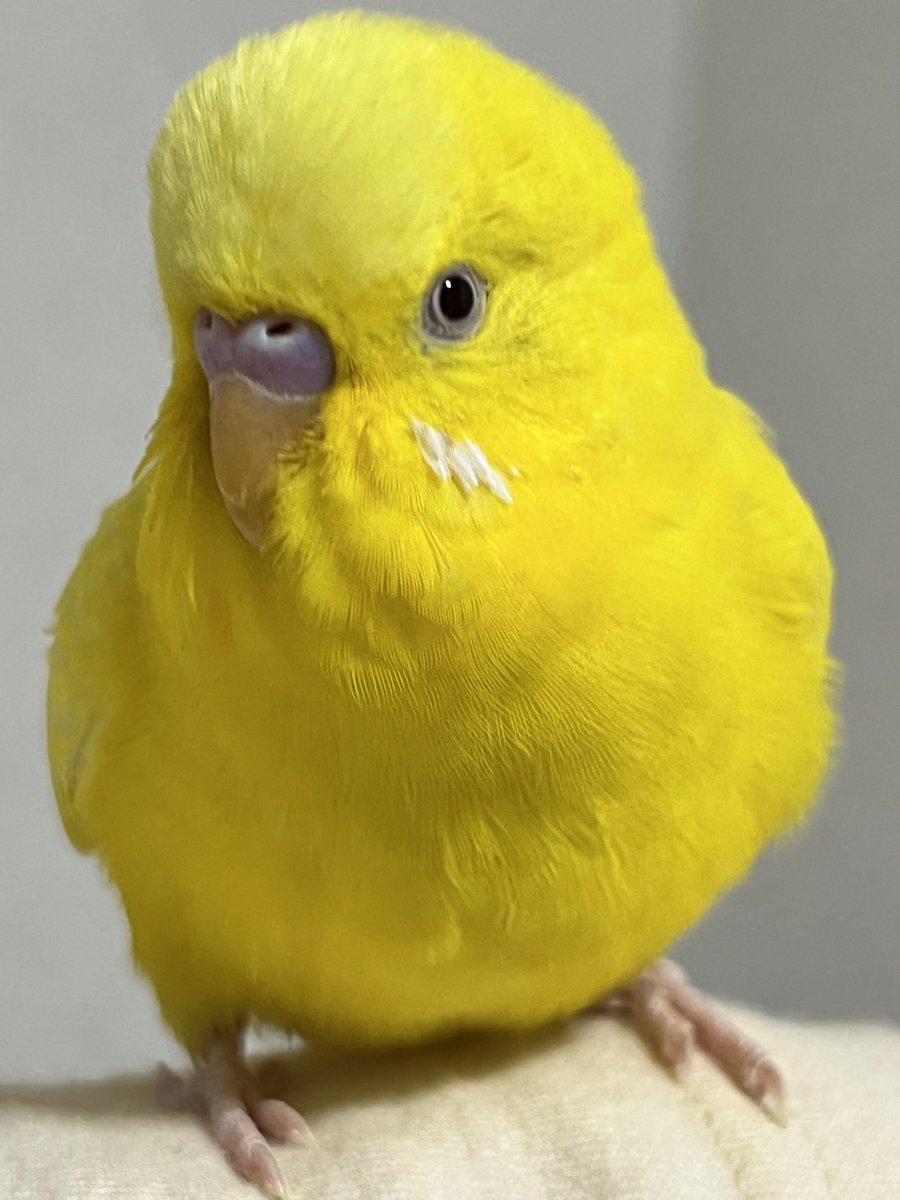 みさ tweet media