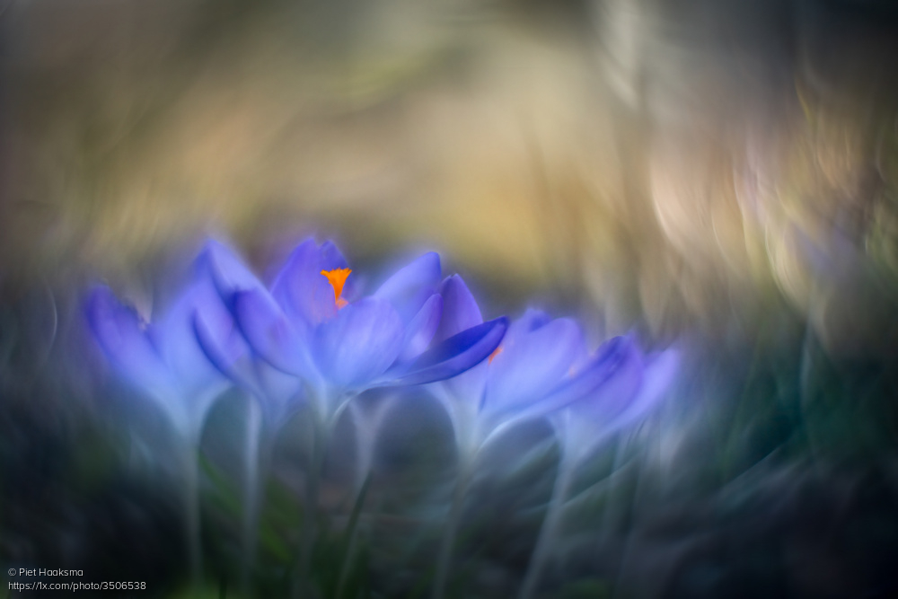 1x_com's tweet image. [14] Results contest: 'Spring is in the air' #contest #photography #spring #winners #1xmagazine