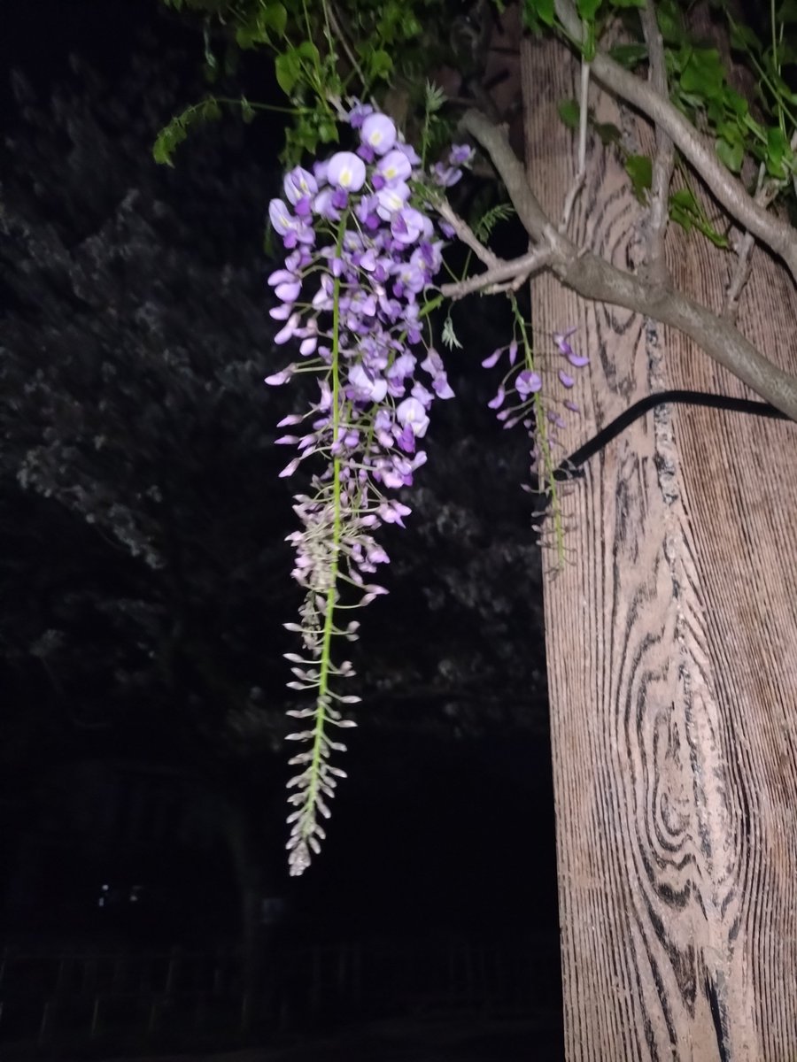 MIRLIN🐾64 tweet media