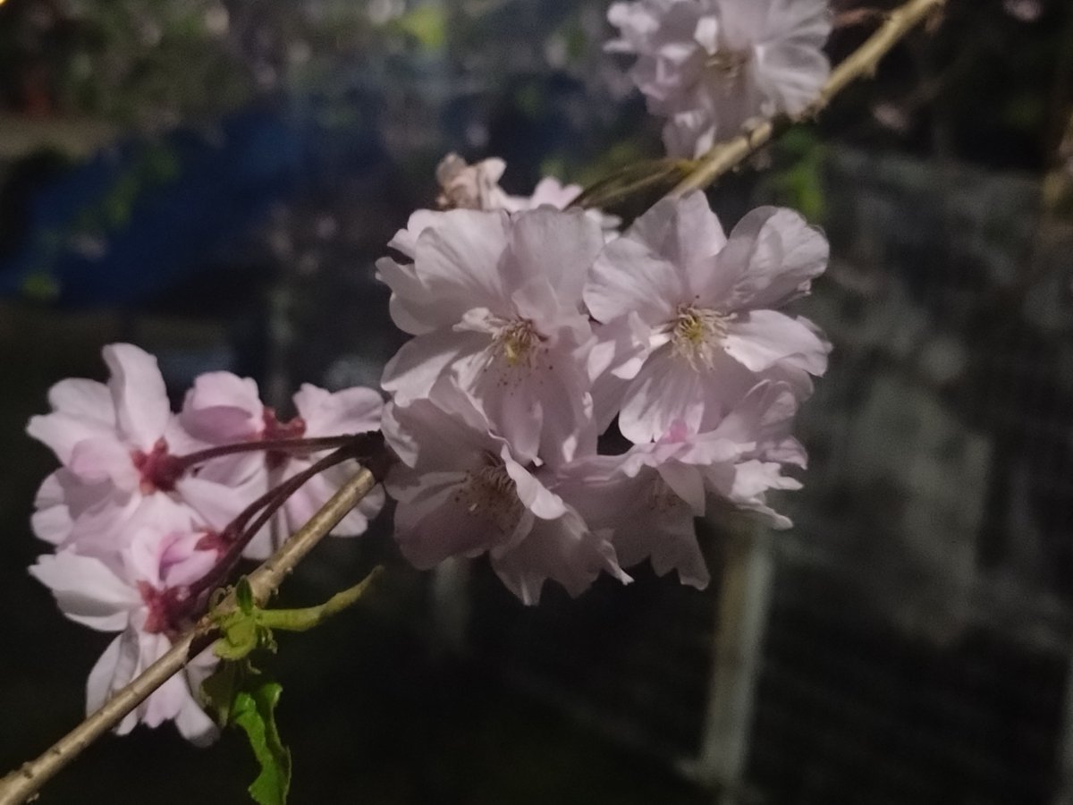 MIRLIN🐾64 tweet media