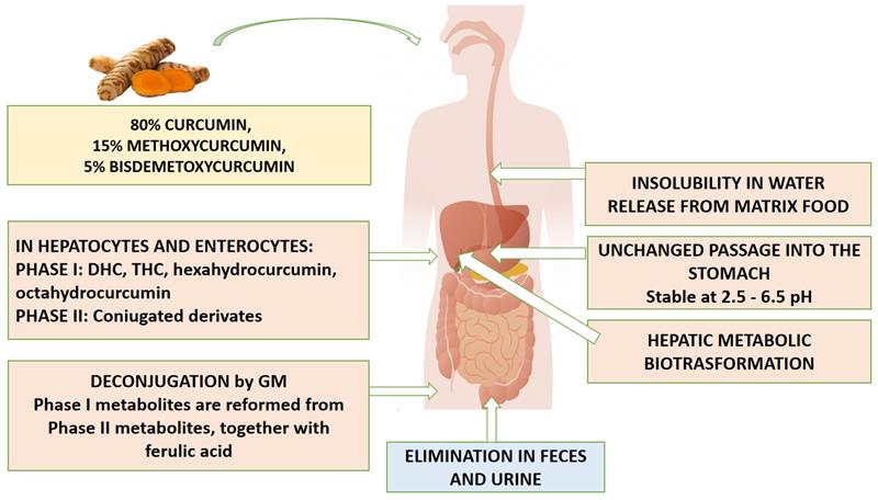IJMS_MDPI's tweet image. 💡Check out our  article related to the Hot Topics "#Curcumin"

📕Curcumin and Gut #Microbiota: A Narrative Overview with Focus on Glycemic Control

🧑‍🔬by Simona Servida, et al

🔗mdpi.com/1422-0067/25/1…

#OpenAccess #MDPIIJMS #hottopic #hypoglycemic #gut