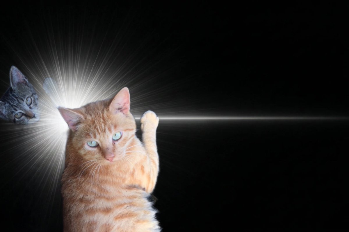 背後霊が…
 #InspirationCat