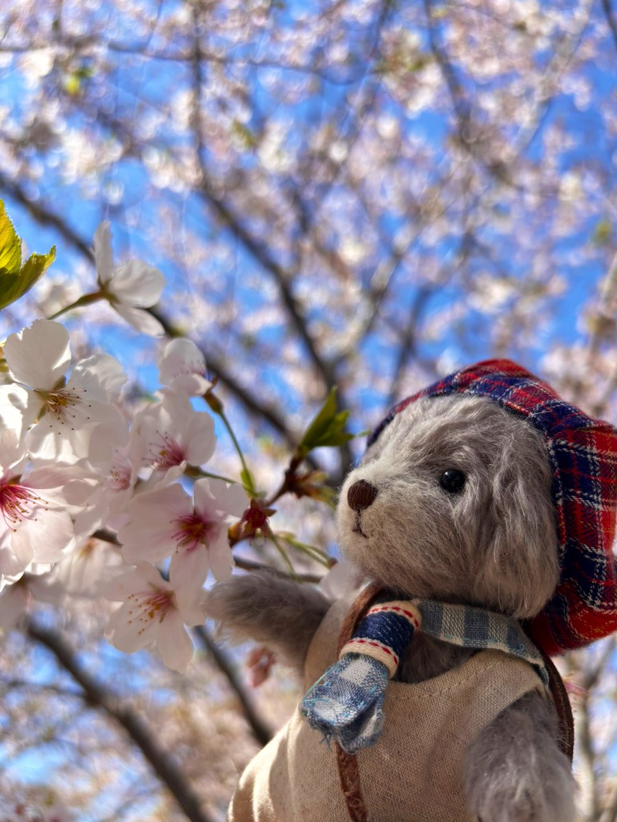 花見をしてきた🌸もう散っているかと思ったけど、ぎりぎり🐵🐻🐶
もっともっと咲き続けてくれないかな…
#ぬい撮り #ぬいぐるみ #桜