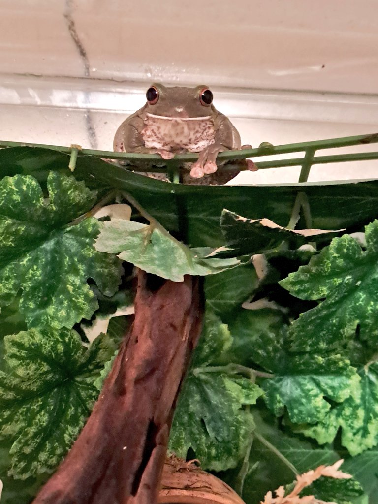 クロウ tweet media