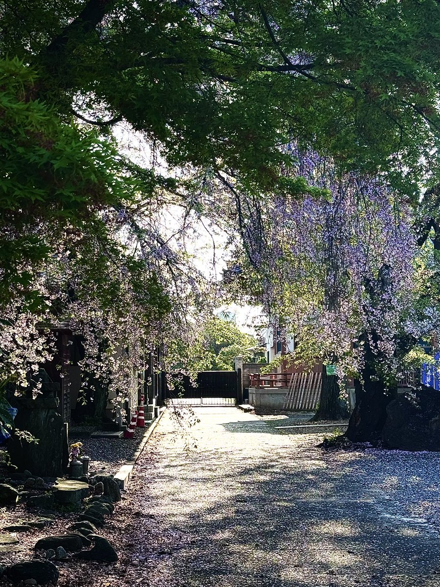 剛田ナギ🦉 tweet media