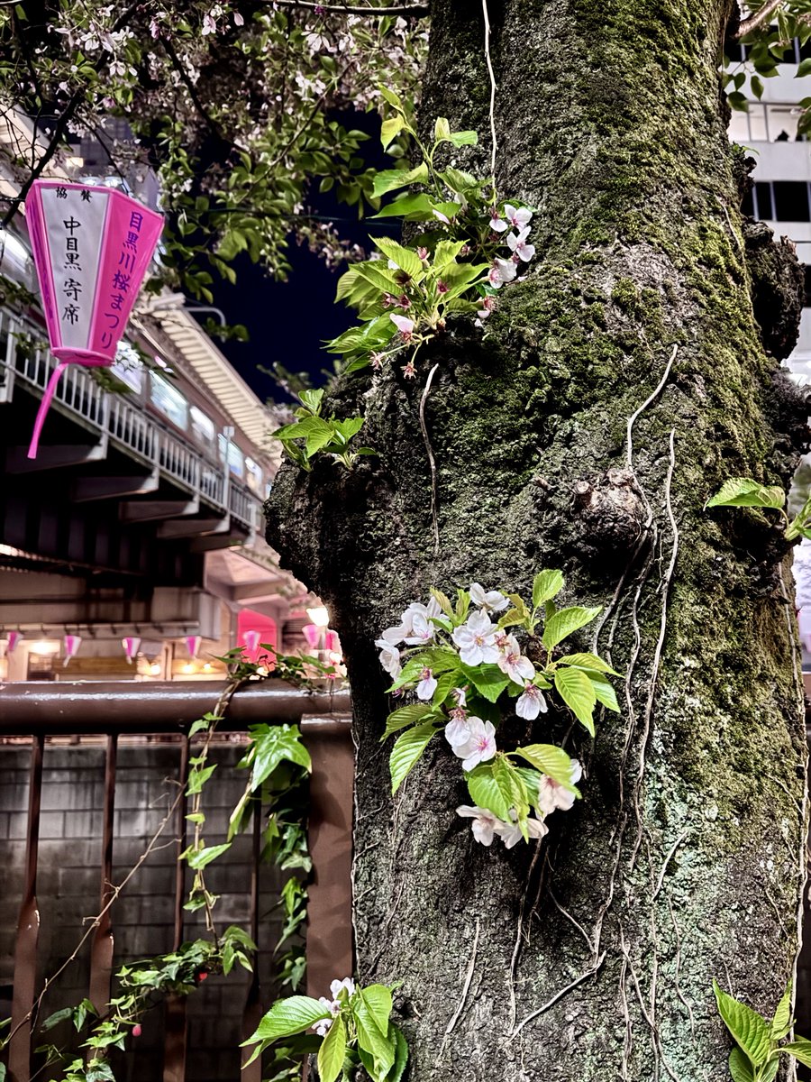 Xi7ySXjpj2EYGAU's tweet image. こんばんは！その2
目黒川の桜は葉桜でしたが、近くのレストランの桜は満開でした🌸
クボタスピアーズのコーチと選手とワイン会でした🍷✨
楽しい時間を過ごしました♪
水曜日お疲れ様でした
2026.04.08 
#TLを花でいっぱいにしよう #中目黒
#代官山レストランパッション