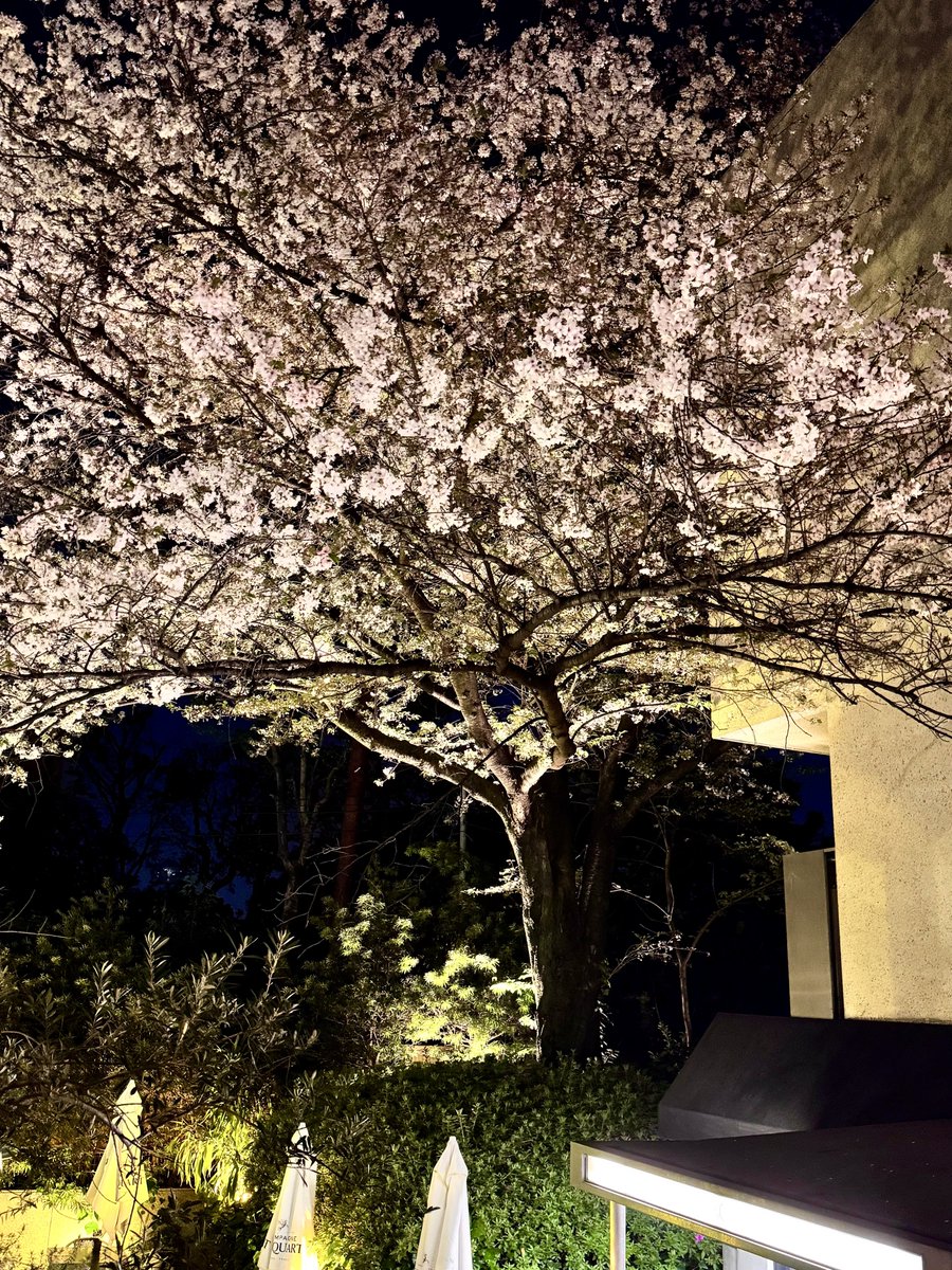 Xi7ySXjpj2EYGAU's tweet image. こんばんは！その2
目黒川の桜は葉桜でしたが、近くのレストランの桜は満開でした🌸
クボタスピアーズのコーチと選手とワイン会でした🍷✨
楽しい時間を過ごしました♪
水曜日お疲れ様でした
2026.04.08 
#TLを花でいっぱいにしよう #中目黒
#代官山レストランパッション