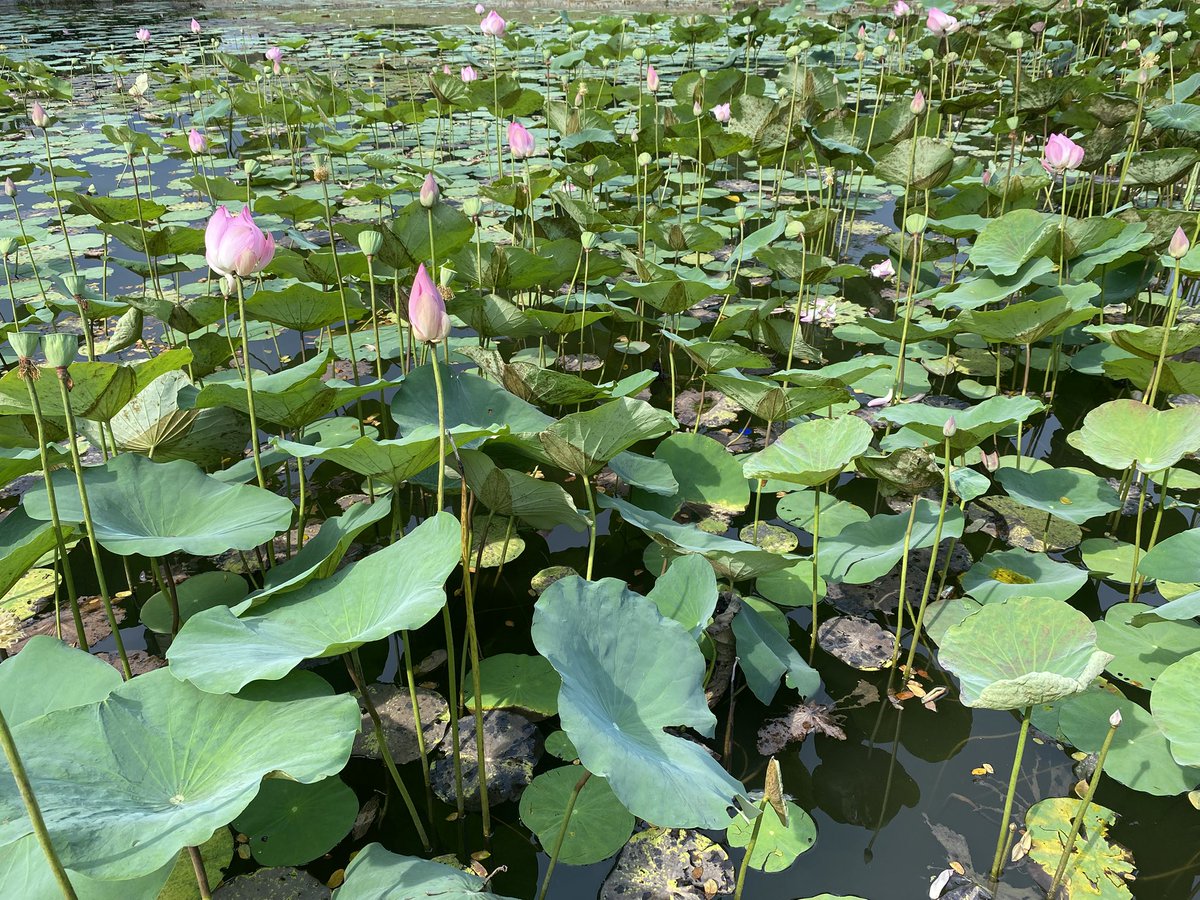 kay #dykekuntansi tweet media