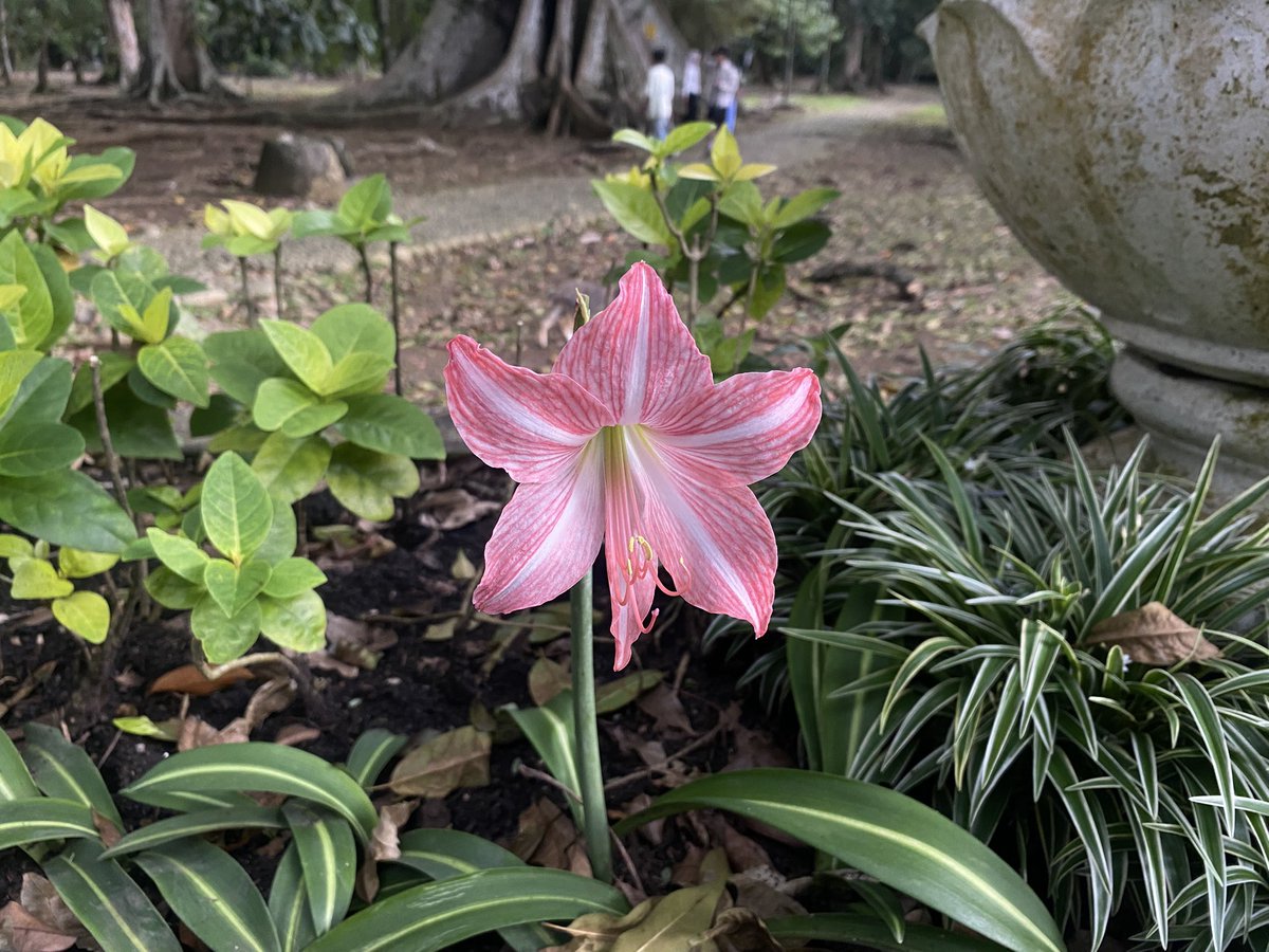 kay #dykekuntansi tweet media