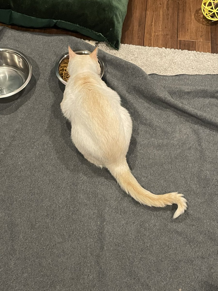 T. Olsen 🏳️‍🌈 tweet media