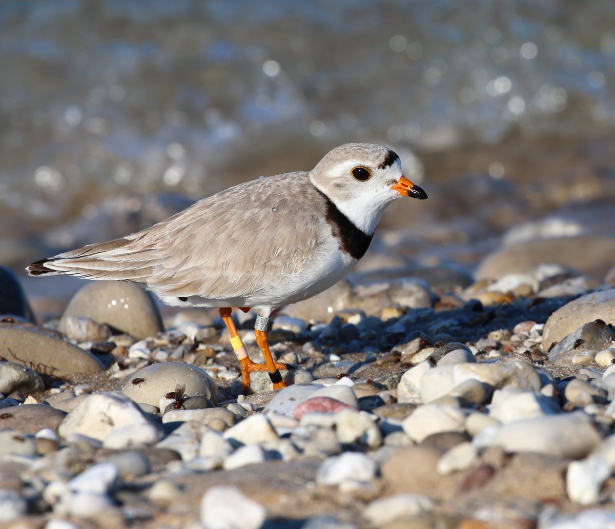 MichiganEGLE's tweet photo. Each spring, endangered piping plovers return to @SleepingBearNPS—home to more than a third of the #GreatLakes population. From just 12 pairs in 1990 to a record 88 in 2025, recovery efforts are making a difference.
Learn more: https://t.co/Yz8sQrvBew #MIEnvironment https://t.co/1IrTB2DPbd