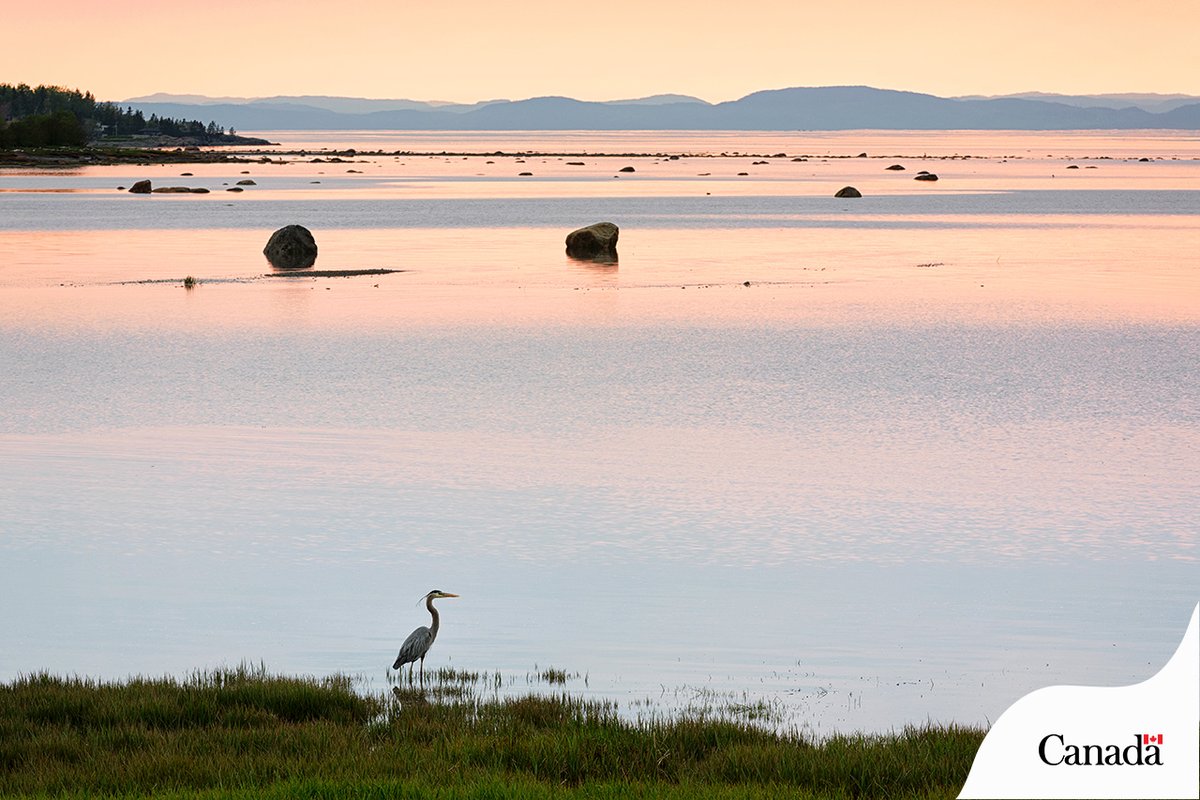 #NationalWildlifeWeek reminds us of the importance of maintaining healthy bodies of water in Canada, because they are essential to #wildlife. 

Let’s do our part to keep water clean for wildlife across Canada. 💙
