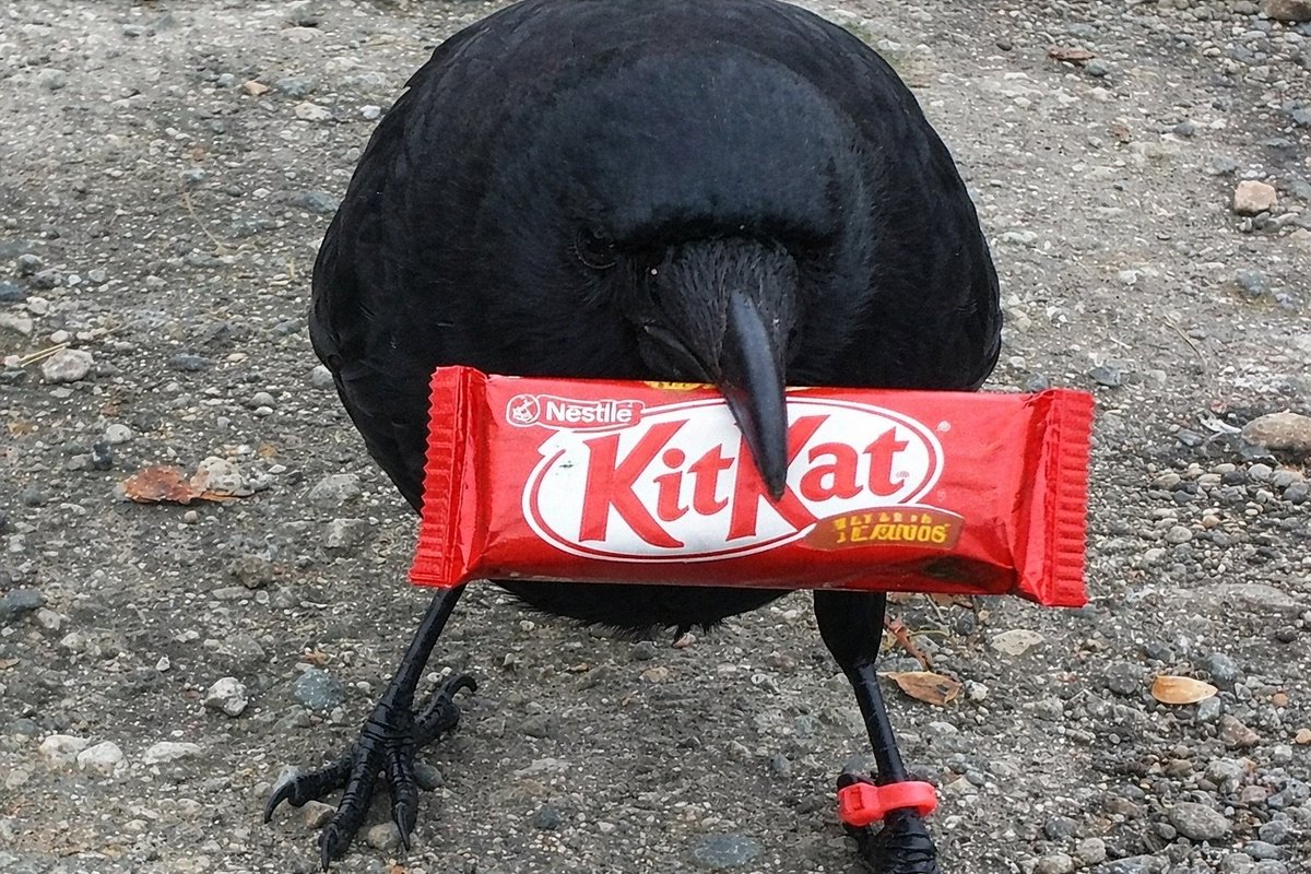 Melooheart tweet media