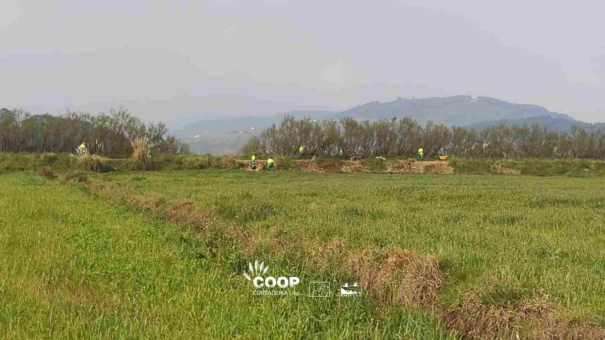 LIFE COOP Cortaderia tweet media