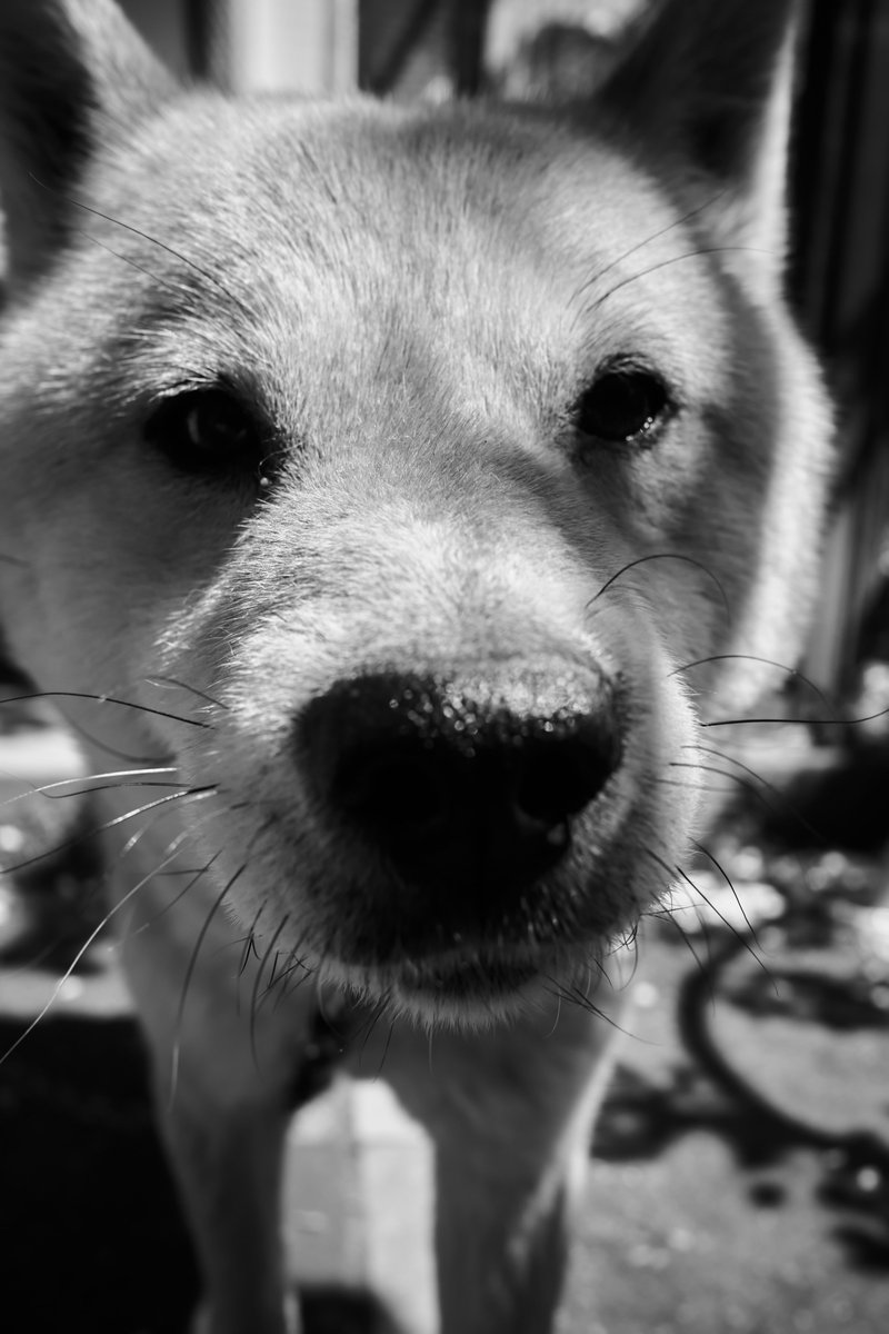 本日4月8日は「柴の日」なんですね。 実家の子は北海道犬ですが、 https://t.co/oNb38ECheG