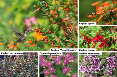 BloomingSecrets tweet media