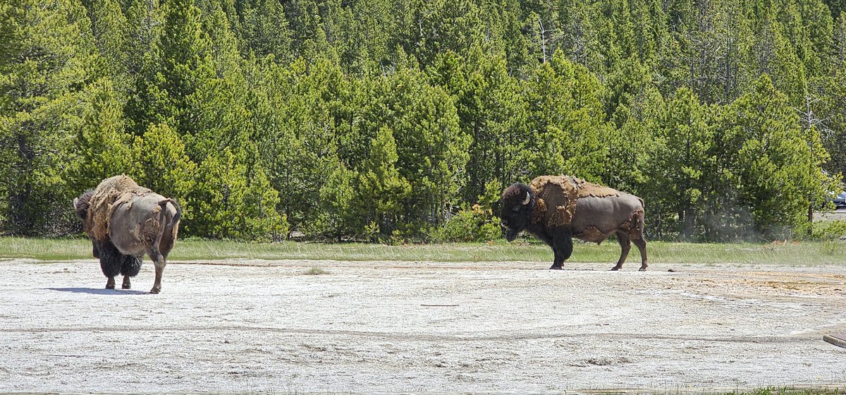 OffRoadCampingBoys tweet media