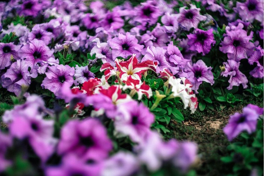 Decoesfera tweet media