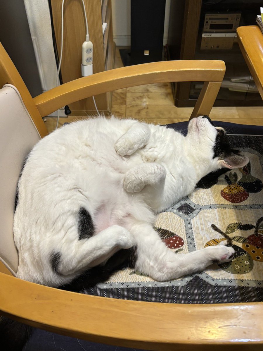 猫は転がっているか？ tweet media