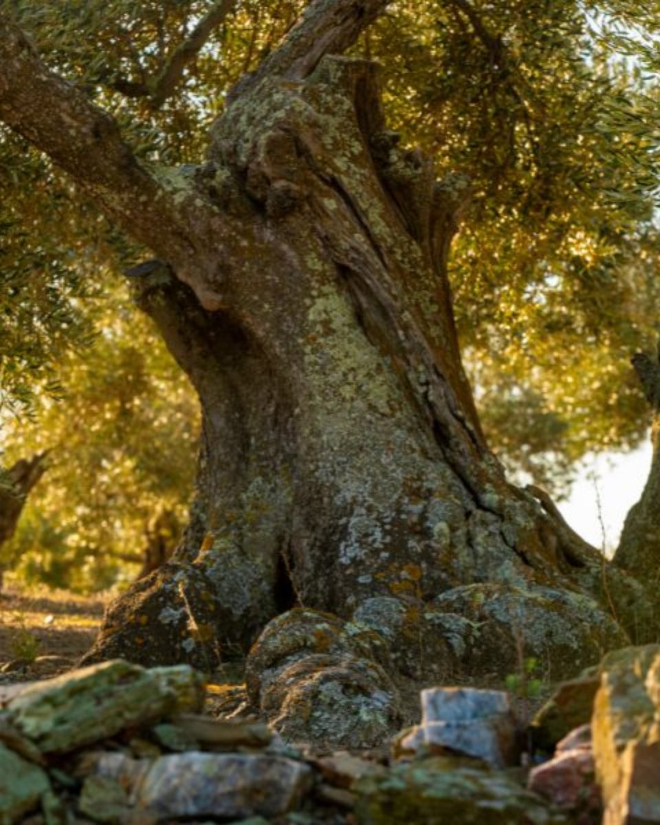 BenvingutsPages's tweet photo. Sabies que existeix una varietat d'olivera mil·lenària i autòctona de l'Alt Empordà? Es diu argudell, i a Sant Climent Sescebes hi ha un espai sencer dedicat a explicar-ne la història. 🫒

Més informació a:
https://t.co/18BP6eYZtC 

#BenvingutsAPagès #EspaiArgudell #AltEmpordà https://t.co/ppx00EWMZk