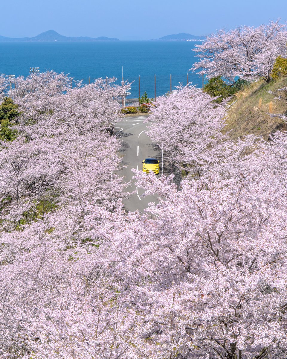 🌻みかんと温泉の国かつりん🍊🏯♨️ tweet media