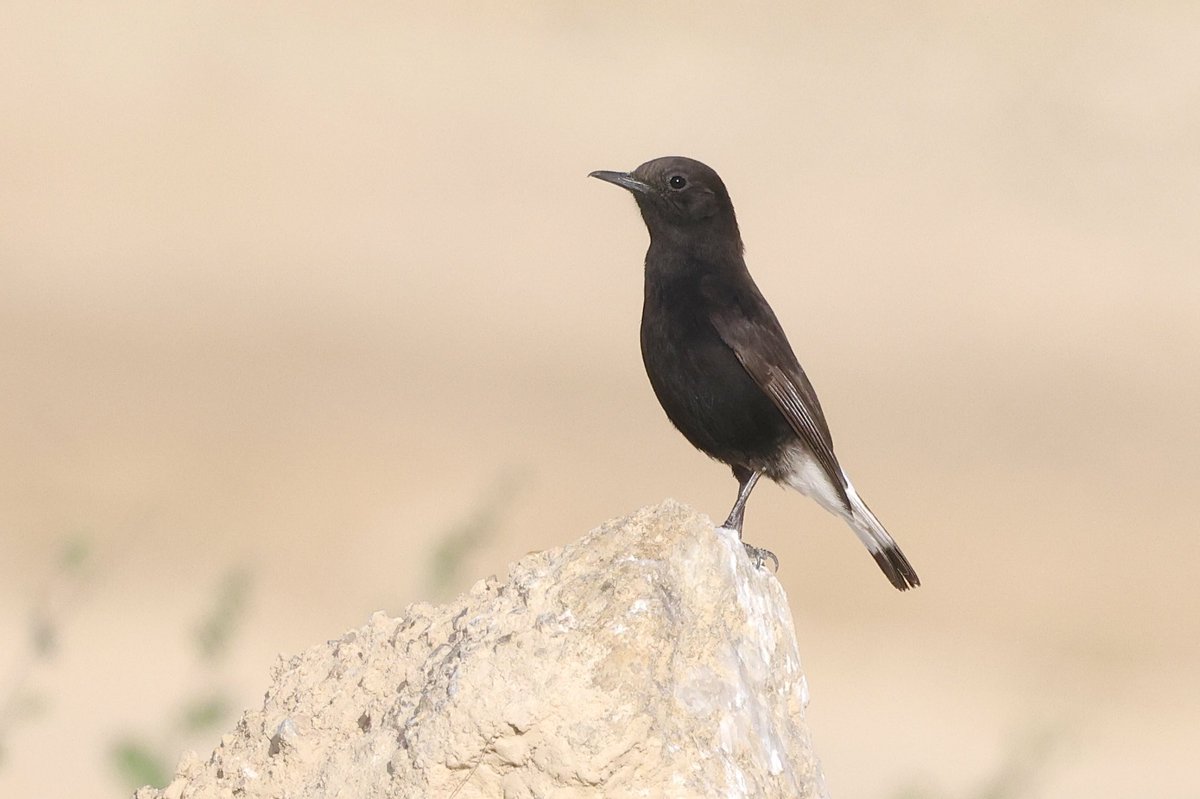 Mark Jarrett 🏴󠁧󠁢󠁥󠁮󠁧󠁿🏴󠁧󠁢󠁳󠁣󠁴󠁿🇮🇪 tweet media