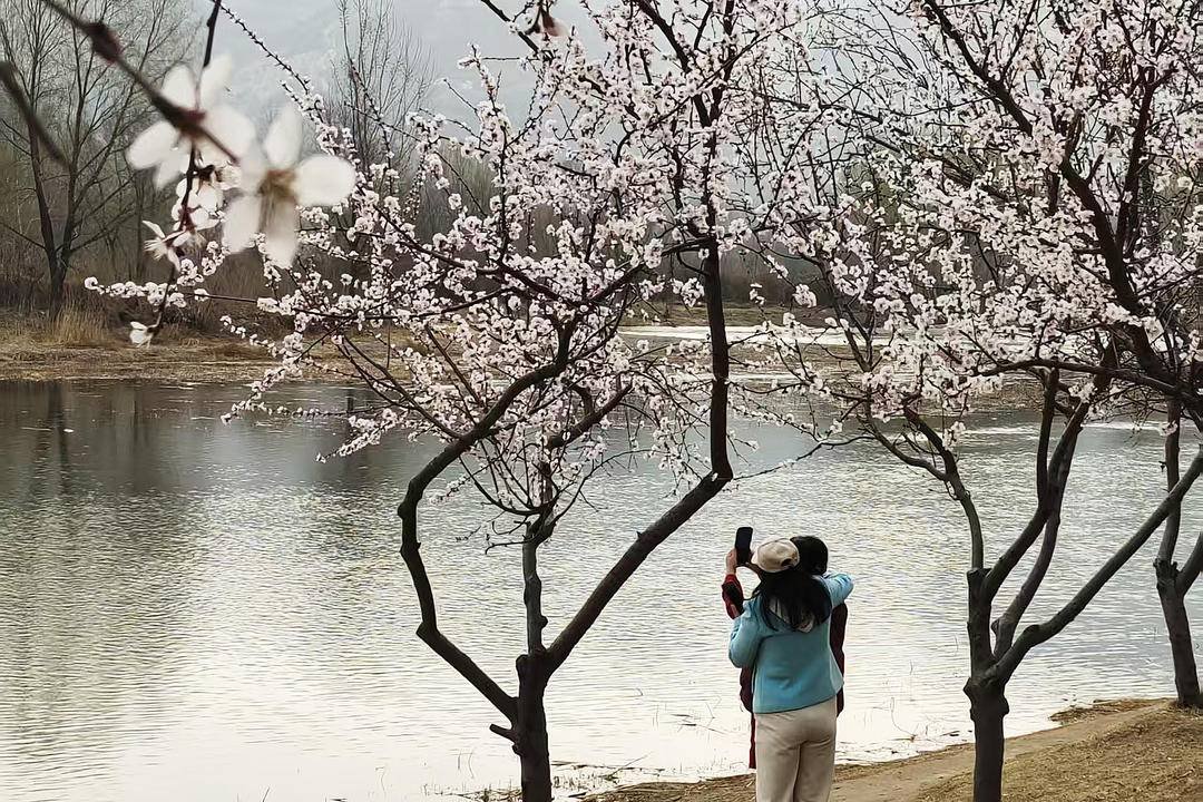 GoChaoyang's tweet image. The stunning peach blossoms along the Daling River in Chaoyang, Liaoning Province are perfect for spring outings! #ChaoyangTravel #SpringScenery #TravelInChina