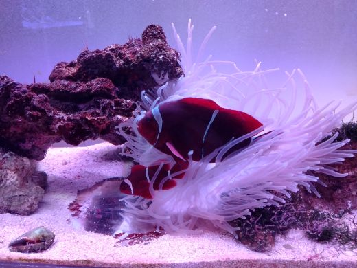 みいちゃん (mie) tweet media