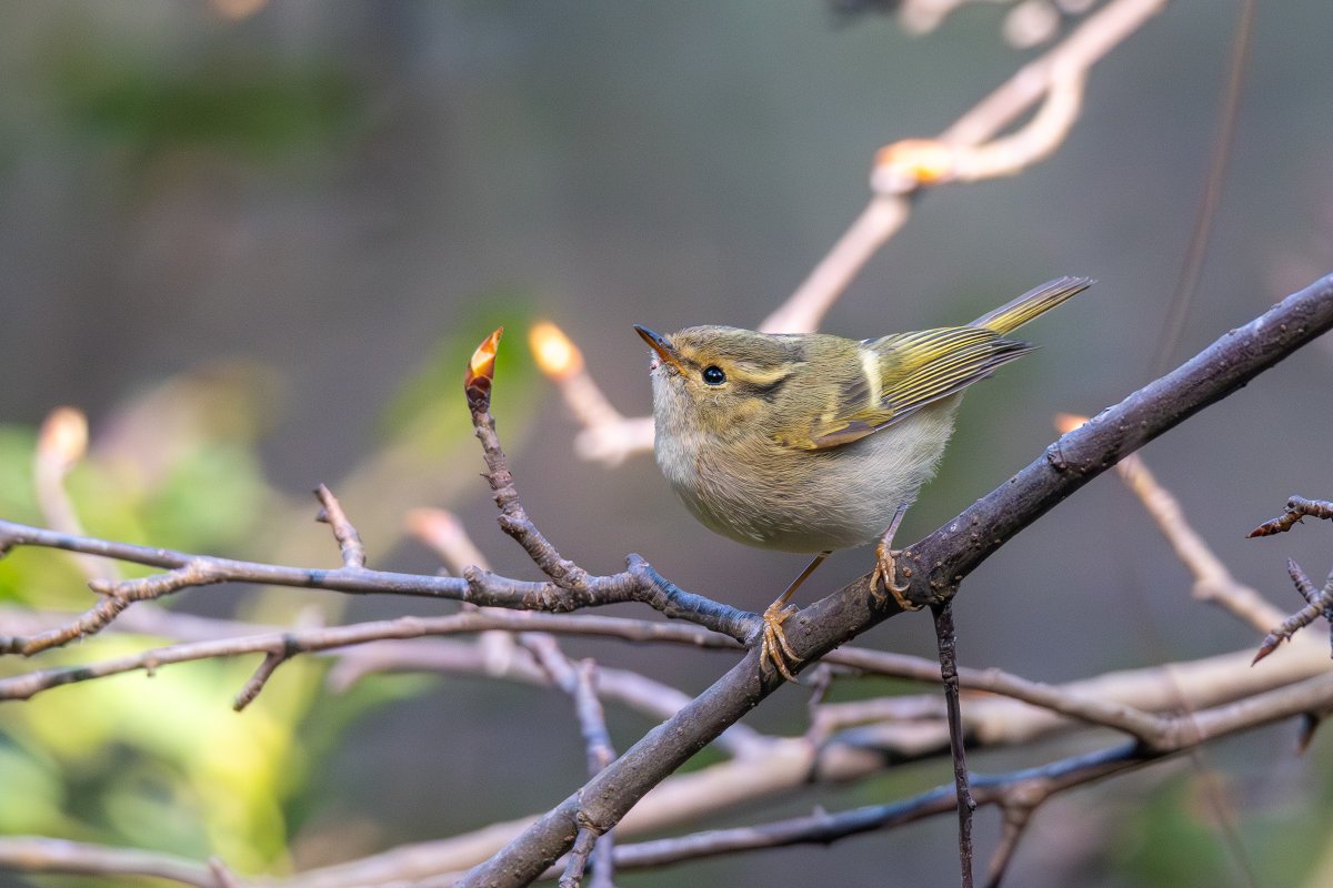 Azaղ :) tweet media