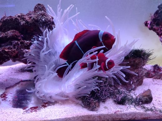 みいちゃん (mie) tweet media