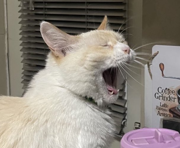 🌸Koshka Morrison Diesel💜 tweet media