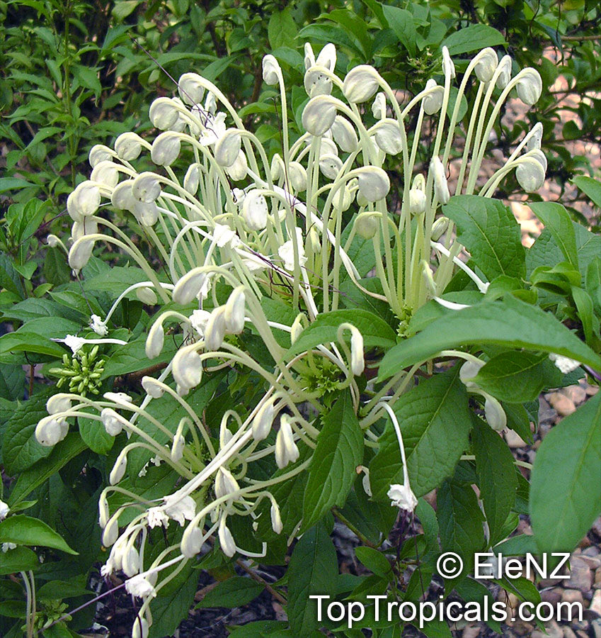 Clem || COMMS OPEN!! tweet media