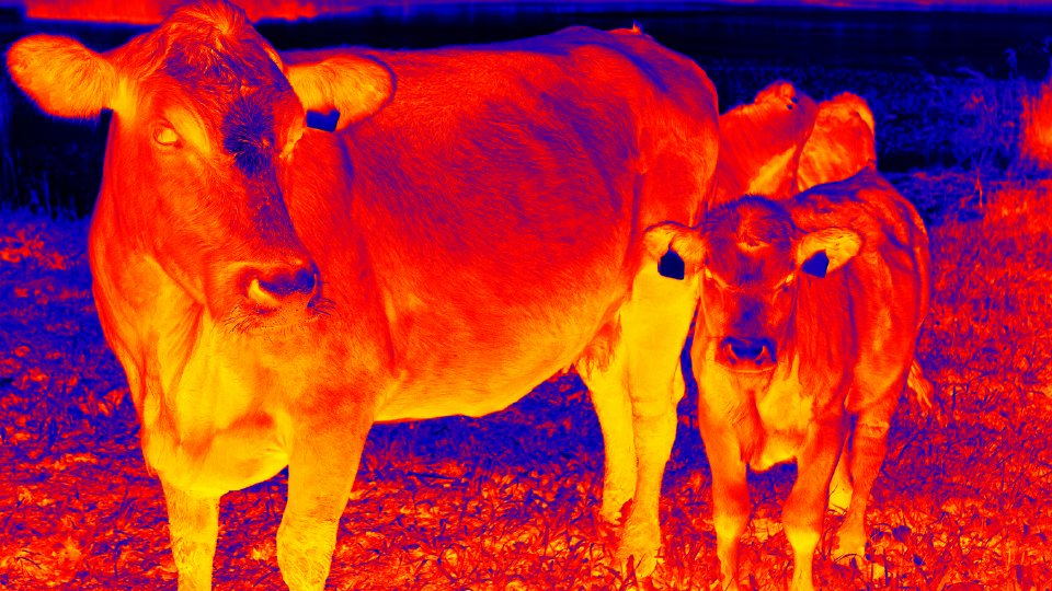 RD_LifeSciences's tweet image. Heat stress is a growing risk in animal production. 

Postbiotics, polyphenols, and essential oils support digestion, immunity, and stress tolerance during heat events. 

hubs.ly/Q049W3vY0

#HeatStress #Postbiotics #Polyphenols #EssentialOils #RDL #LearnMore