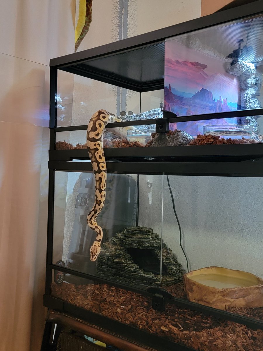 Cryptix Ball Pythons tweet media