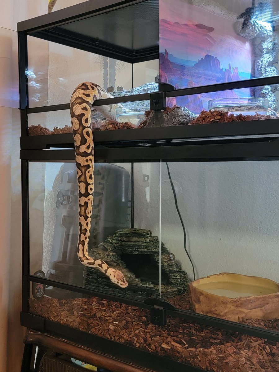 Cryptix Ball Pythons tweet media