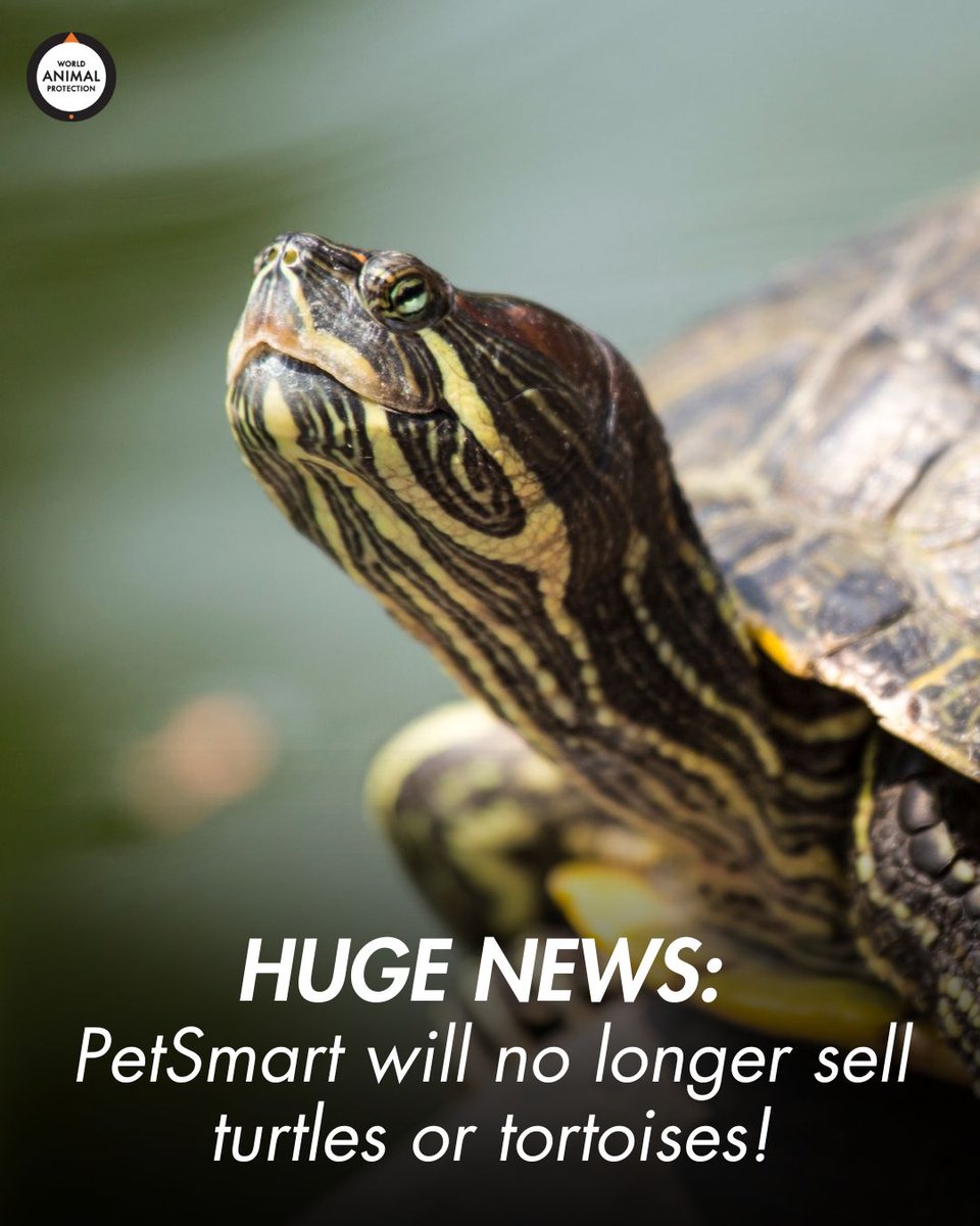 World Animal Protection US tweet media