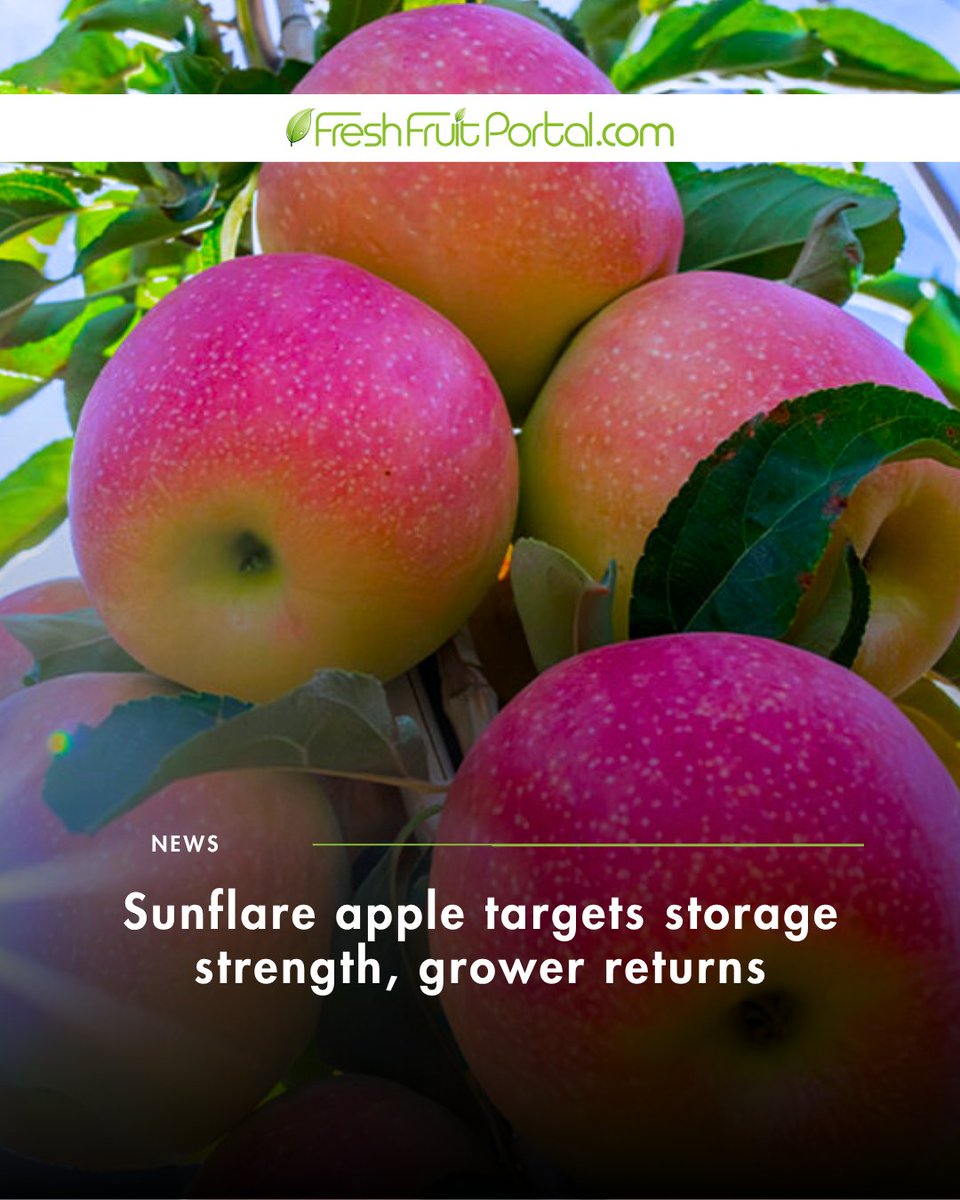FruitPortal's tweet image. A new apple variety is entering the premium segment 🍎

Sunflare, developed by Washington State University, aims to improve storage performance and grower returns, supporting year-round #supply.

Read more in the link: f.mtr.cool/etbolaatjr