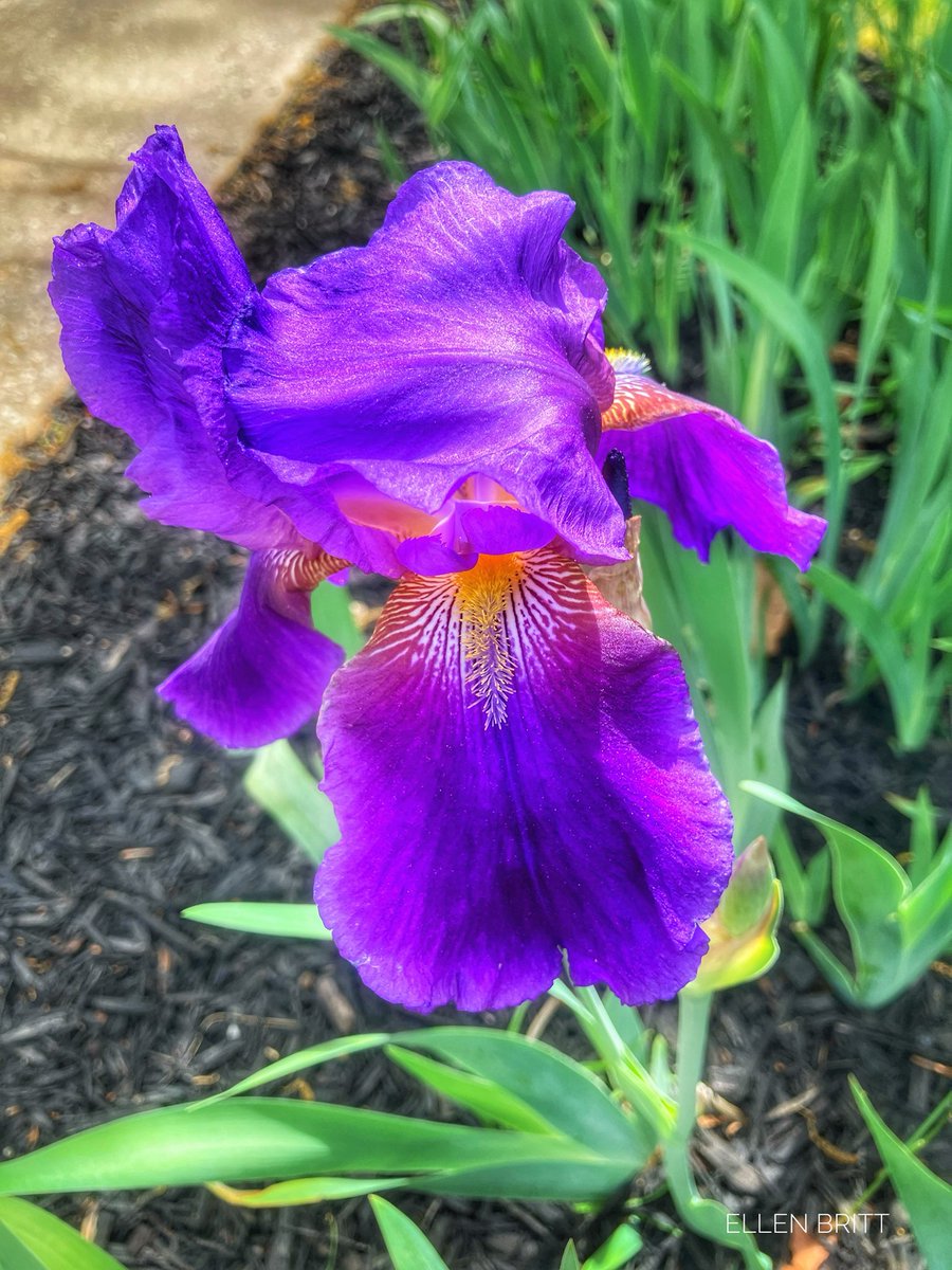 Ellen Britt PA Ed.D., PHom tweet media