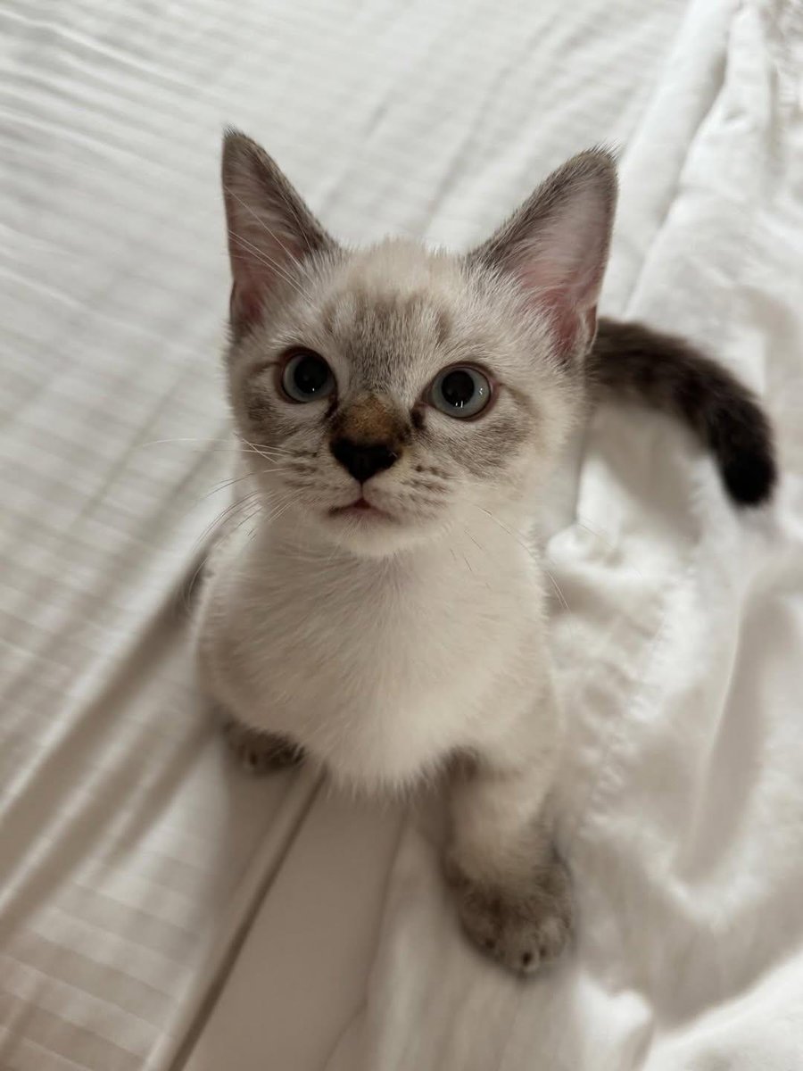 Sara Mary ⭐❤️ tweet media