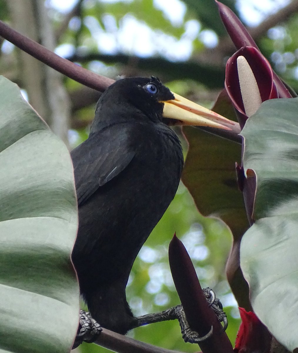 Juancho Sinisterra 🇨🇴 tweet media