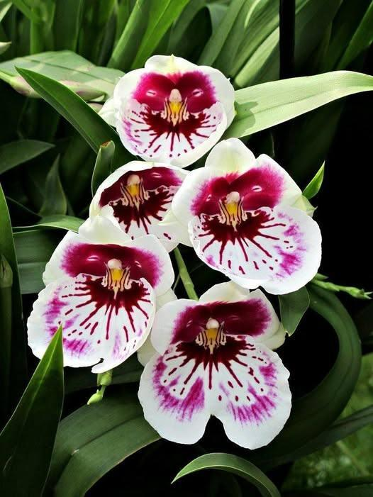 Roy Kelley tweet media