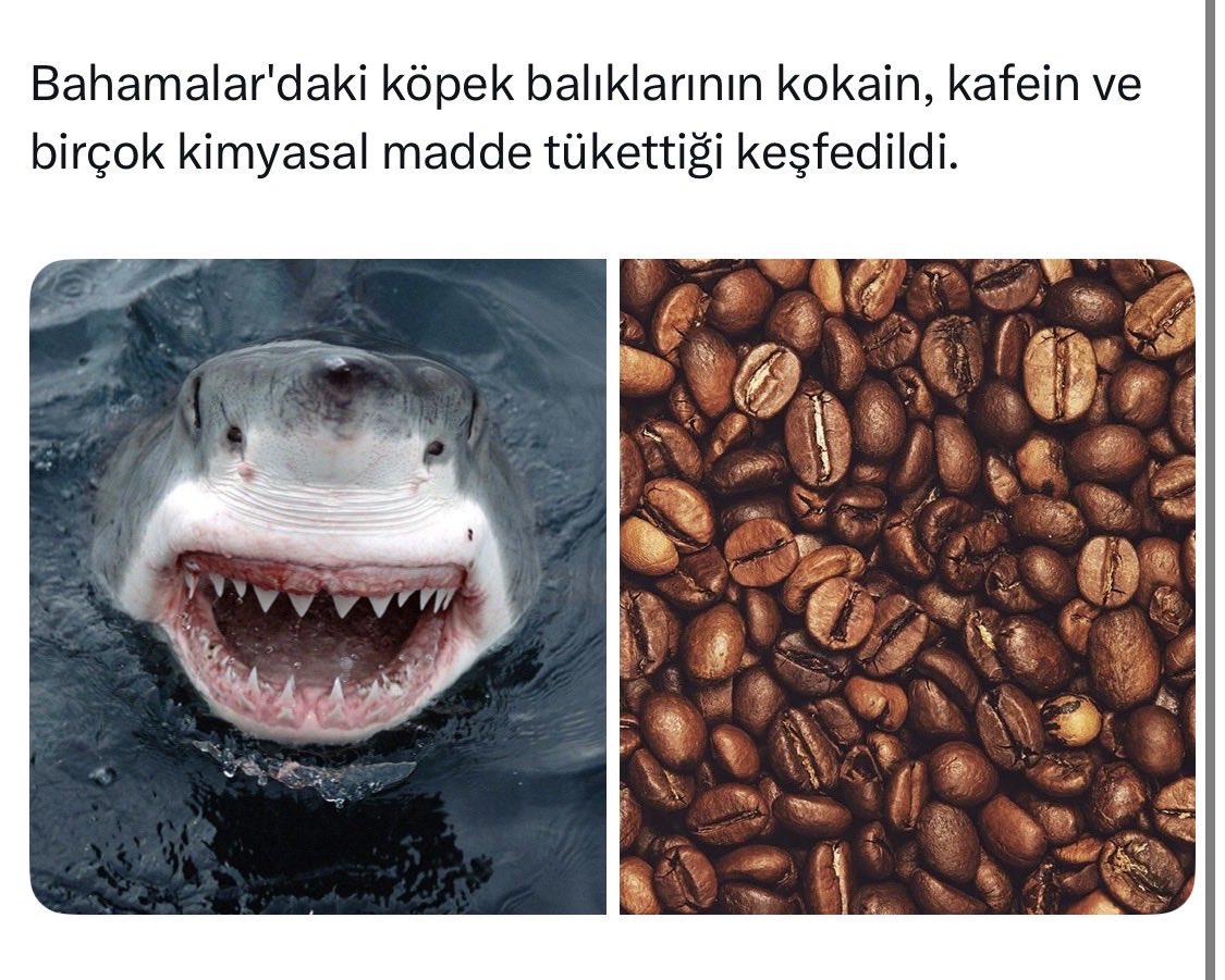 Acil Haberler tweet media