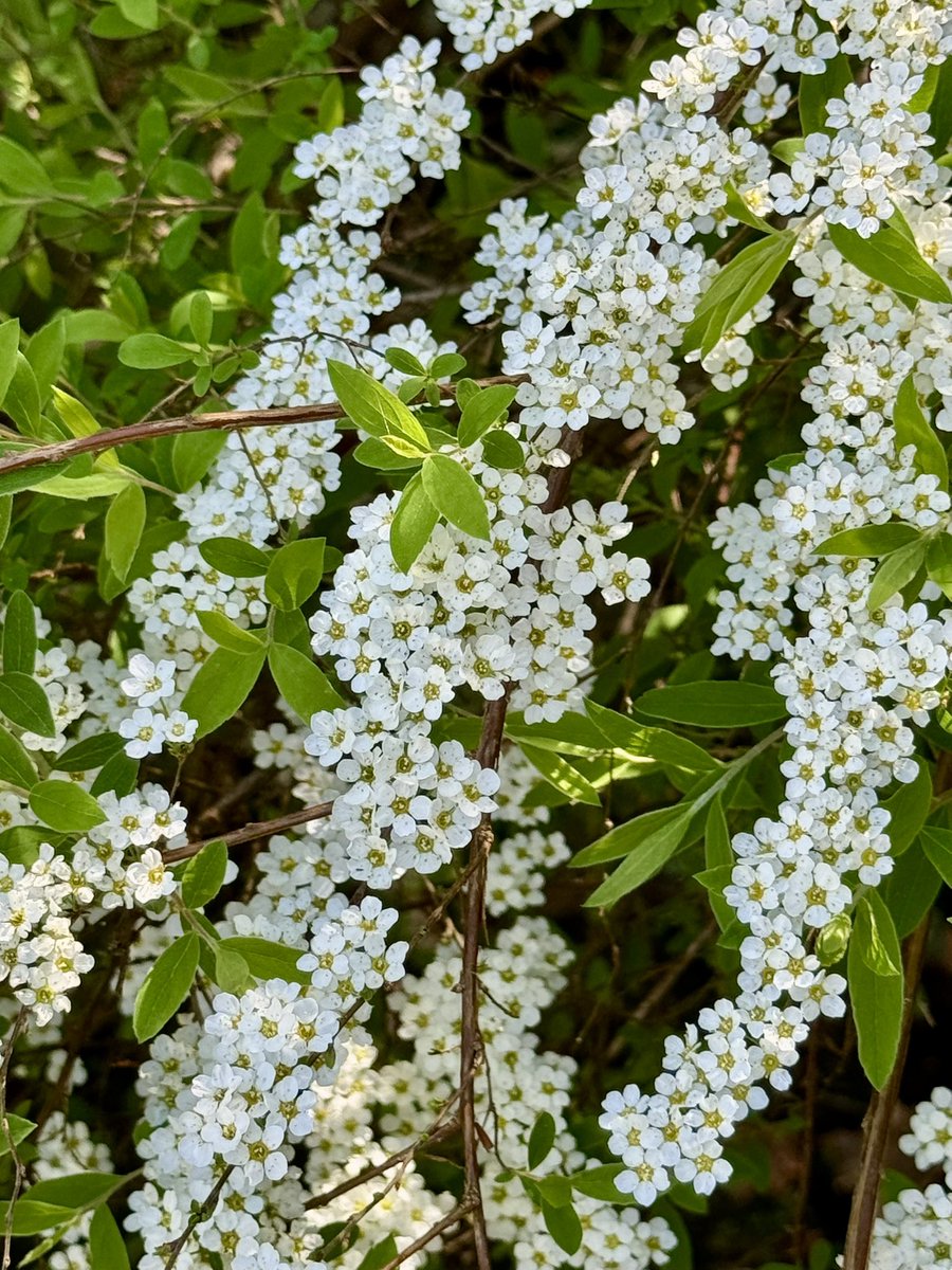 Susiekeane41's tweet image. What a glorious day ☀️#Flowers #Sunny