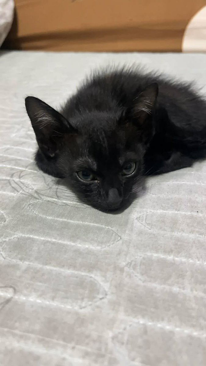 Catster & Co บ้านพักพิงแมวจร tweet media