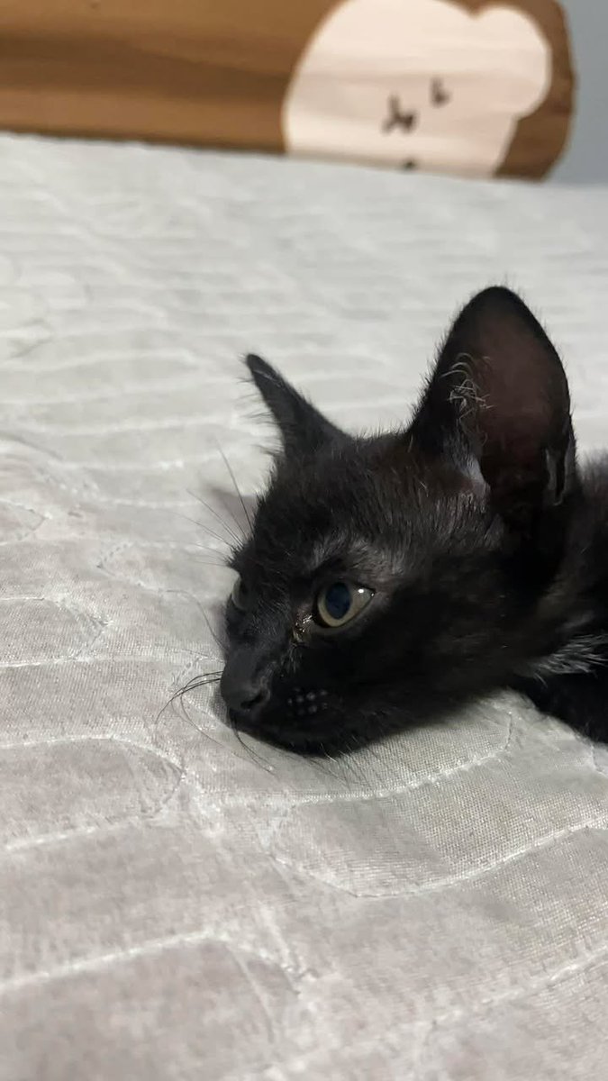 Catster & Co บ้านพักพิงแมวจร tweet media